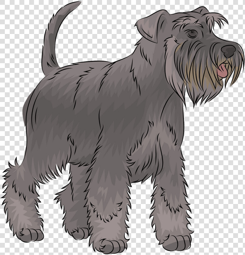 Miniature Schnauzer  HD Png DownloadTransparent PNG