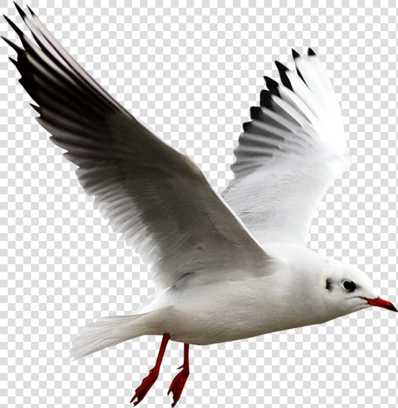 Aves Png  Transparent PngTransparent PNG