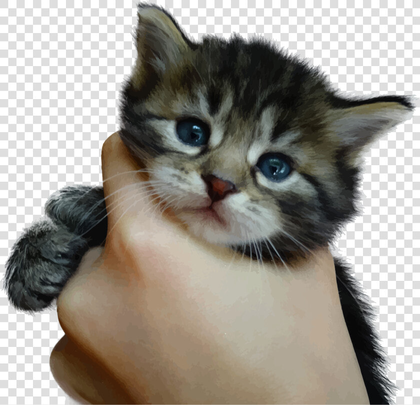 Cute Kitten Png   Kill Kittens  Transparent PngTransparent PNG