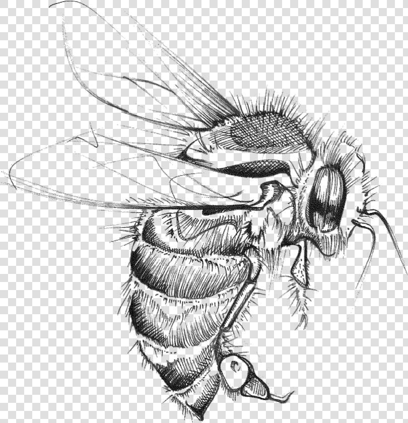 Bumble   Net winged Insects  HD Png DownloadTransparent PNG