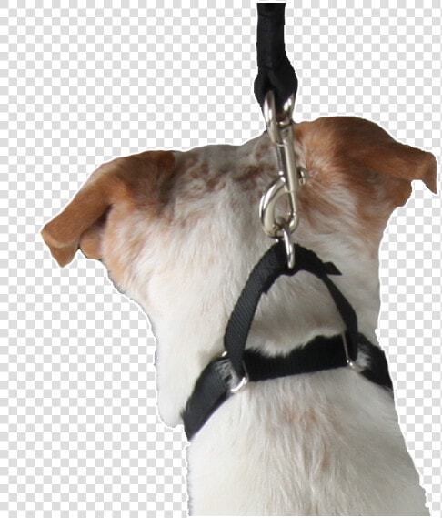 Martingale Collar   Companion Dog  HD Png DownloadTransparent PNG