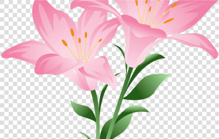 Daisy Clipart Living Thing  Daisy Living Thing Transparent   Pink Lily Flower Png  Png DownloadTransparent PNG