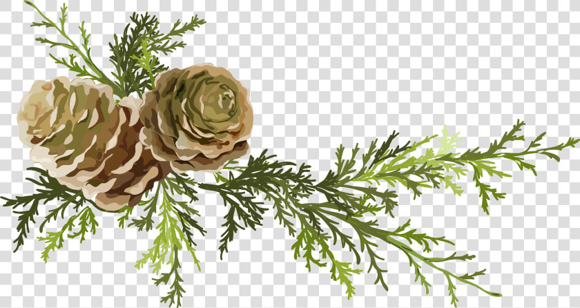 Conifer Cone Leaf Needles Png Download Pine Cone    Illustration Of Pine Cone  Transparent PngTransparent PNG