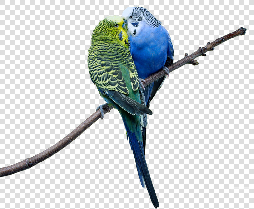 Love Birds Images Png   Png Download   Cute Love Birds Hd  Transparent PngTransparent PNG