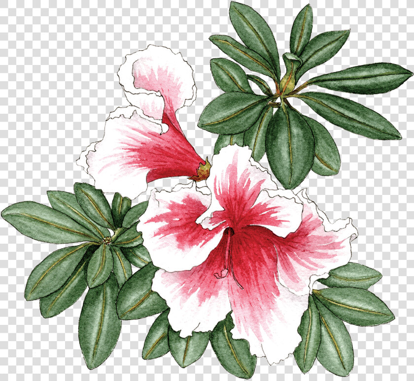 Illustration By Helen Krayenhoff   Azalea  HD Png DownloadTransparent PNG