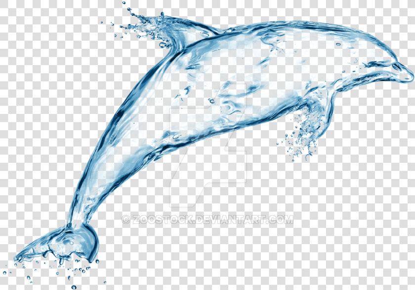 Dolphin Of Water On A Transparent Background By Zoostock   Water Transparent Dolphin Png  Png DownloadTransparent PNG