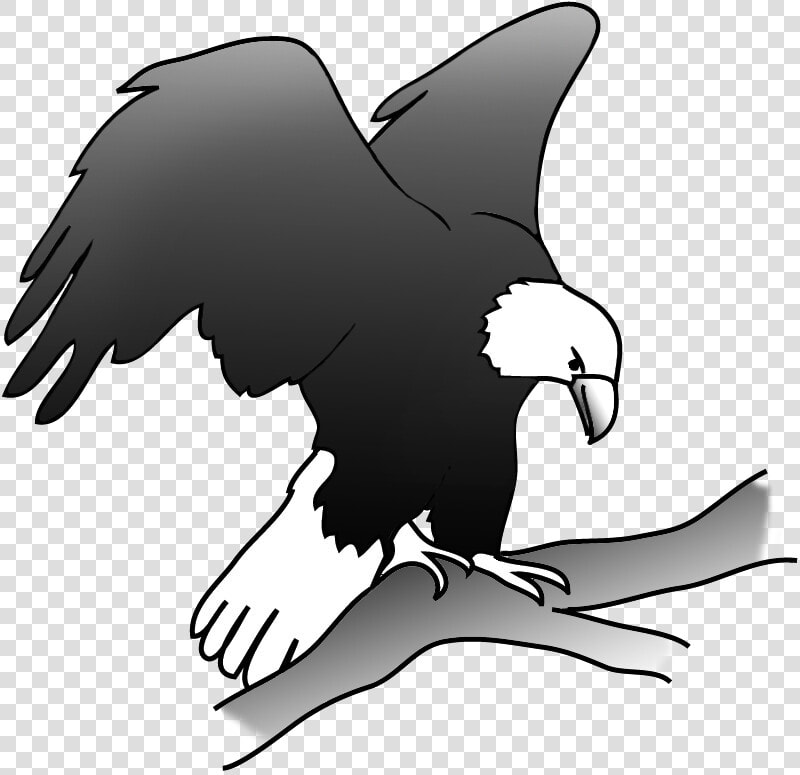 Eagle On A Branch In A Tree   Eagle On Branch Drawing  HD Png DownloadTransparent PNG