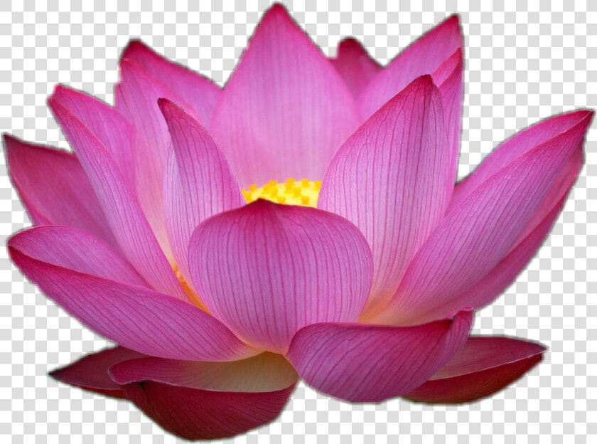  flor  loto  love  flowers   Flower Pink Lotus Png  Transparent PngTransparent PNG