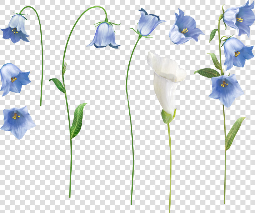 Bellflower Png   Glockenblume Png  Transparent PngTransparent PNG