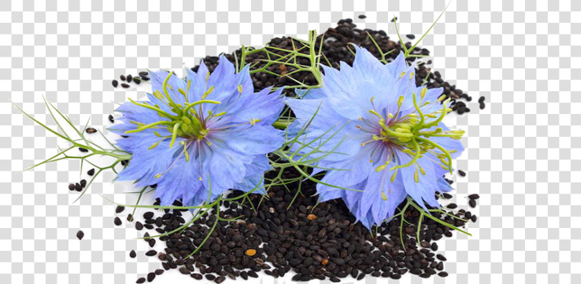 Flower Seed   Black Seed Flower Png  Transparent PngTransparent PNG