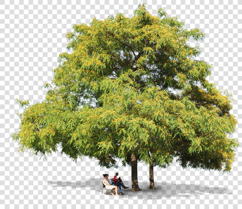 Tipuana Trees People   Honey Locust  HD Png DownloadTransparent PNG