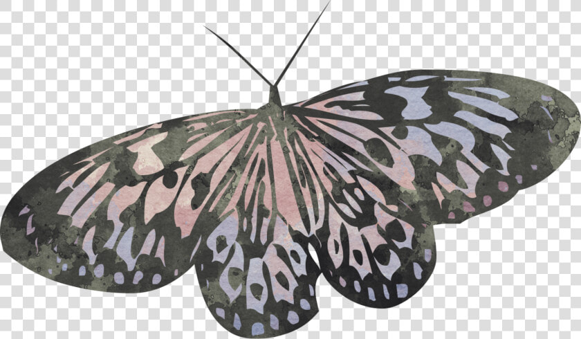  butterfly  scrapelement   Riodinidae  HD Png DownloadTransparent PNG