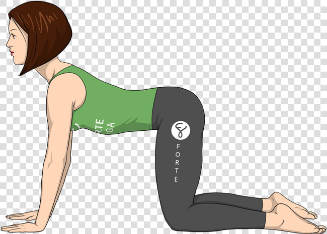 Cow Pose Forte Yoga  HD Png DownloadTransparent PNG