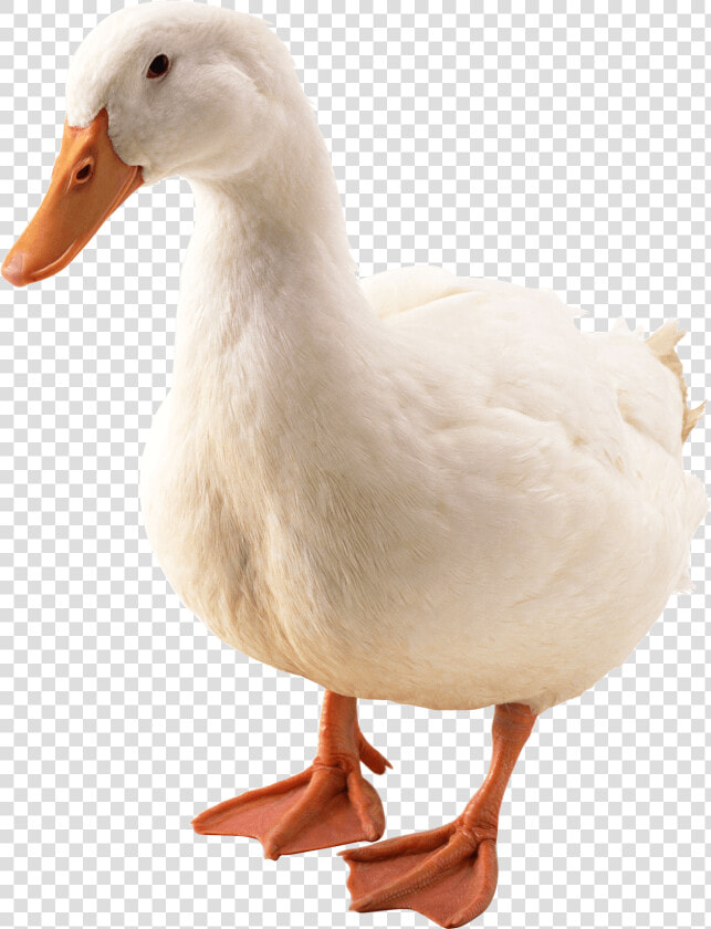 Hunting decoy  HD Png DownloadTransparent PNG