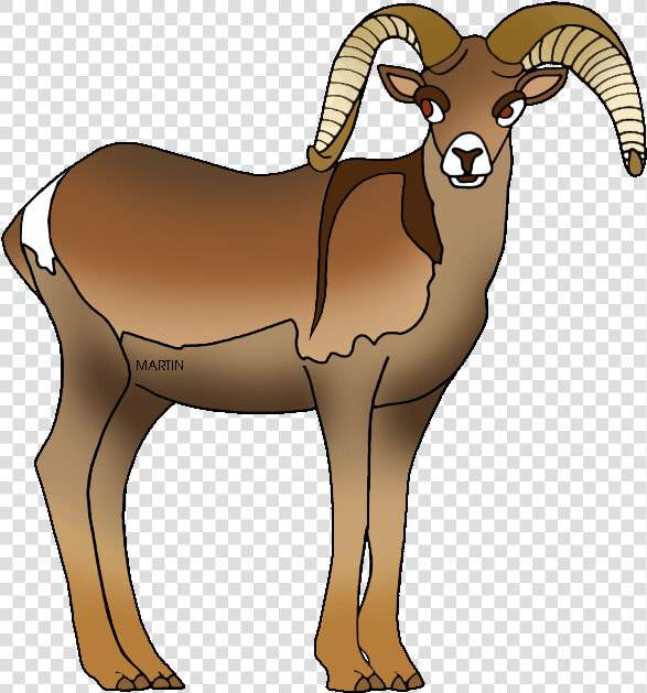 Lamb Clipart Phillip Martin   Nevada State Animal Bighorn Sheep  HD Png DownloadTransparent PNG