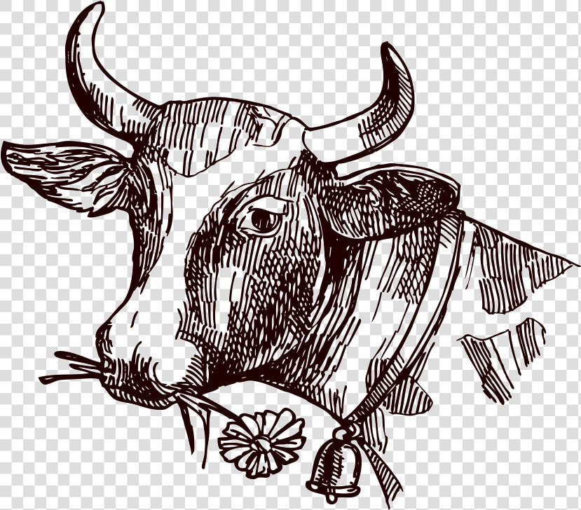 Image Freeuse Stock Texas Longhorn Milk Sketch   Cow Sketch Png  Transparent PngTransparent PNG