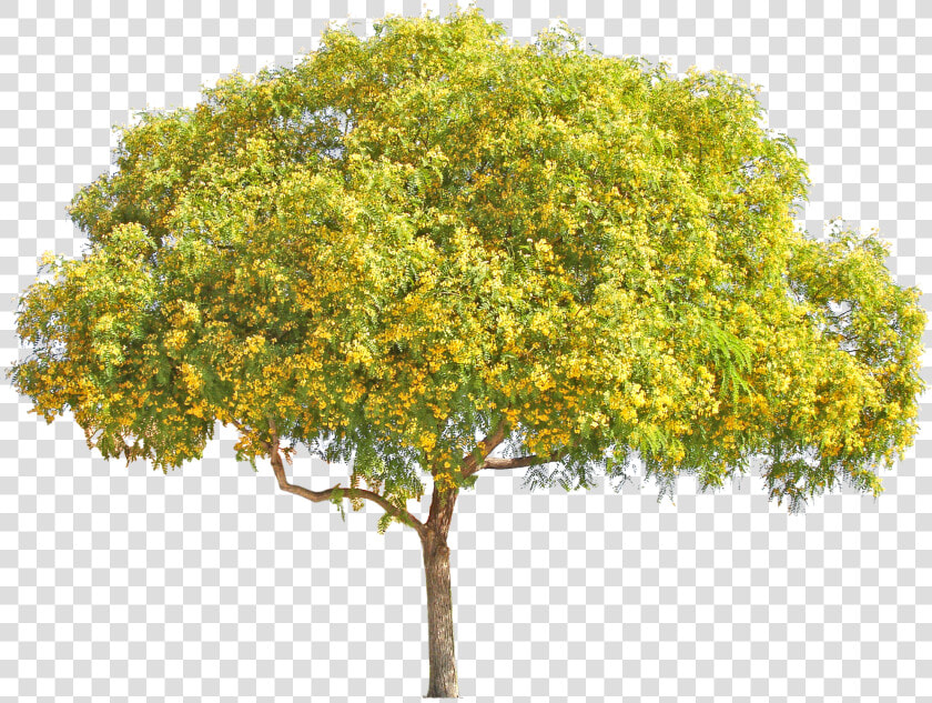 Yellow Flower Tree Png   Png Download   Palo Verde Tree Png  Transparent PngTransparent PNG