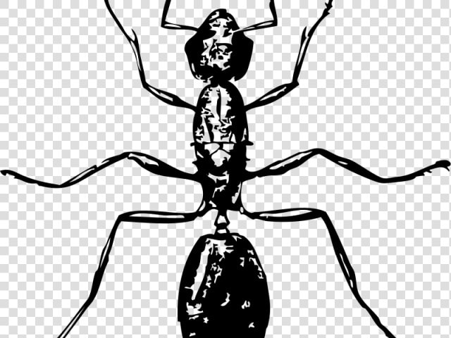 Ant Clipart Carpenter Ant   Ant Clip Art  HD Png DownloadTransparent PNG