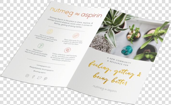 Nut Mockup Leaflet 2xdl 4   Christmas Tree  HD Png DownloadTransparent PNG