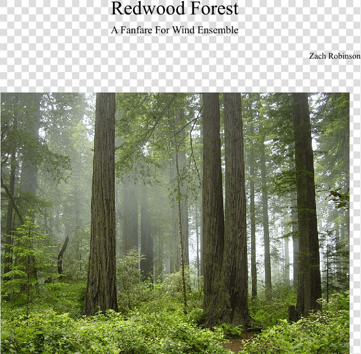 Forest National Park In Us  HD Png DownloadTransparent PNG