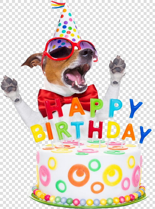  happybirthday  birthday  birthdaycandles  wish  dog   Happy Birthday Summer Dog  HD Png DownloadTransparent PNG