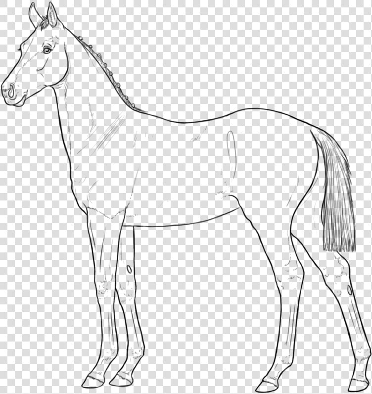 Horse Png Clipart   Foal Lineart  Transparent PngTransparent PNG