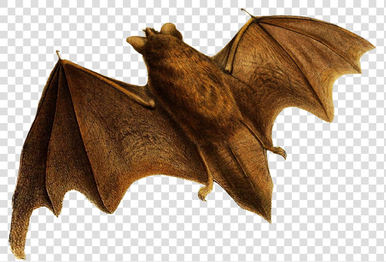 Transparent Flying Bats Png   Little Brown Myotis  Png DownloadTransparent PNG