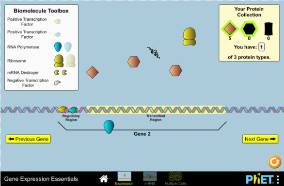 Gene Expression Essentials  HD Png DownloadTransparent PNG