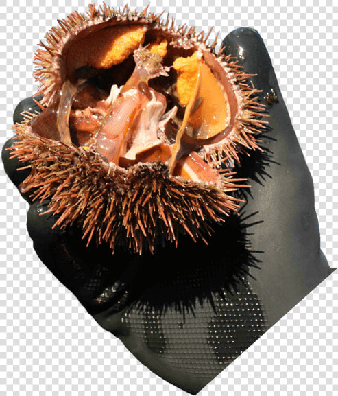 Durian  HD Png DownloadTransparent PNG