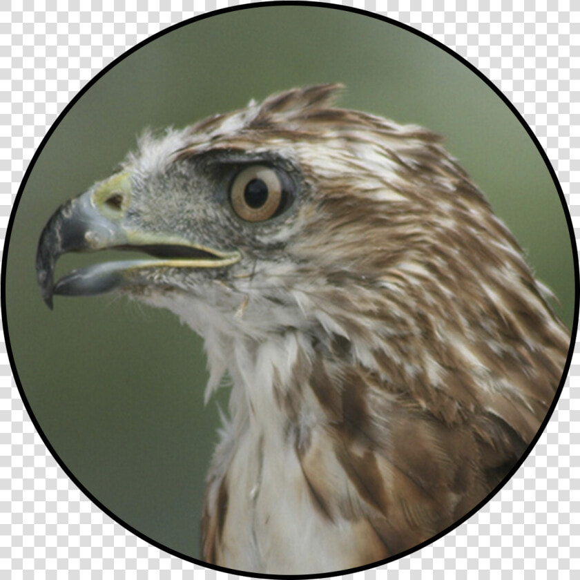 Red tailed Hawk  HD Png DownloadTransparent PNG