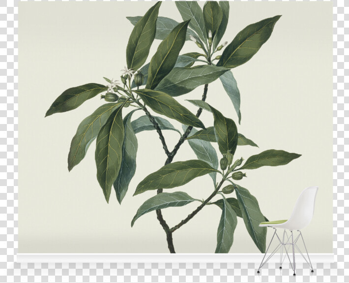 Roller Blind Olive Tree Blind  HD Png DownloadTransparent PNG