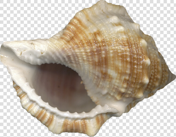 Içinden Ses Gelen Deniz Kabuğu   Conch Shell No Background  HD Png DownloadTransparent PNG