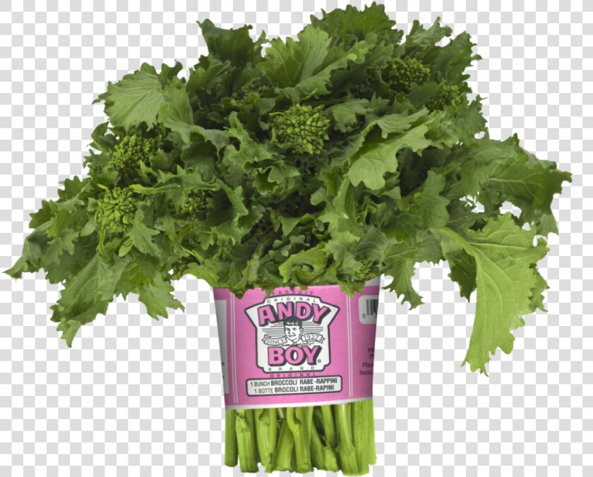 Broccoli   Andy Boy Broccoli Rabe  HD Png DownloadTransparent PNG