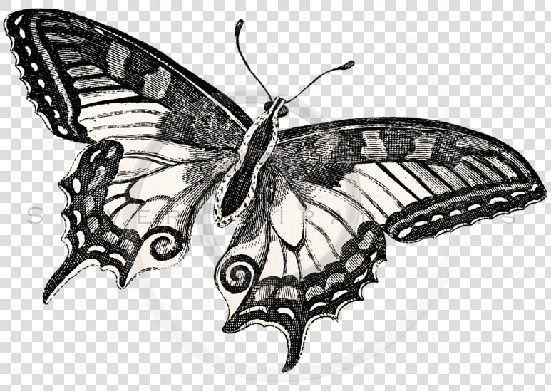 Transparent Schmetterling Clipart   Drawing  HD Png DownloadTransparent PNG