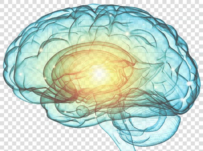 Eeg Brain   Hd Brain No Background  HD Png DownloadTransparent PNG