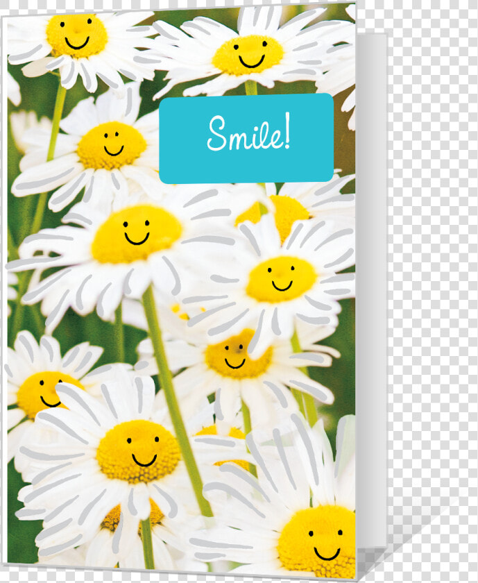 Smile   Chamomile  HD Png DownloadTransparent PNG