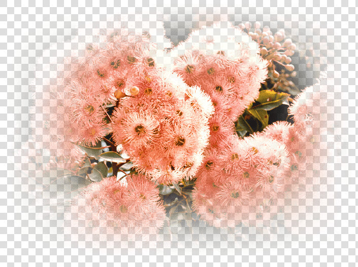 Native Shrub     Smoketree  HD Png DownloadTransparent PNG