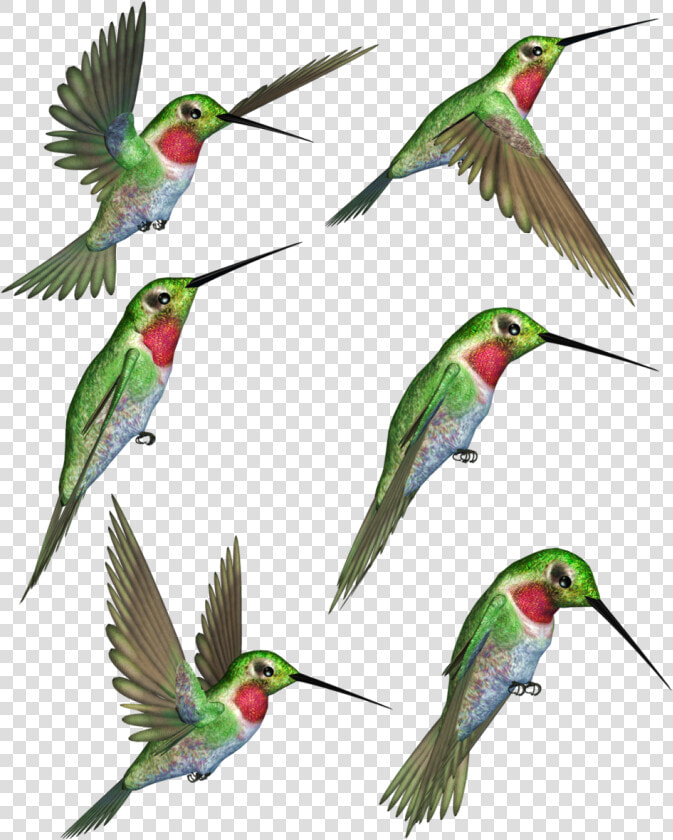 Ruby Throated Clip Art   Ruby Throated Hummingbird Hummingbird Clipart  HD Png DownloadTransparent PNG