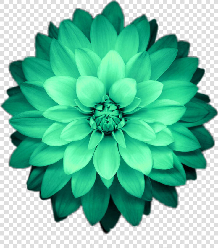 Transparent Green Flower Png   Picsart Green Flower Png  Png DownloadTransparent PNG