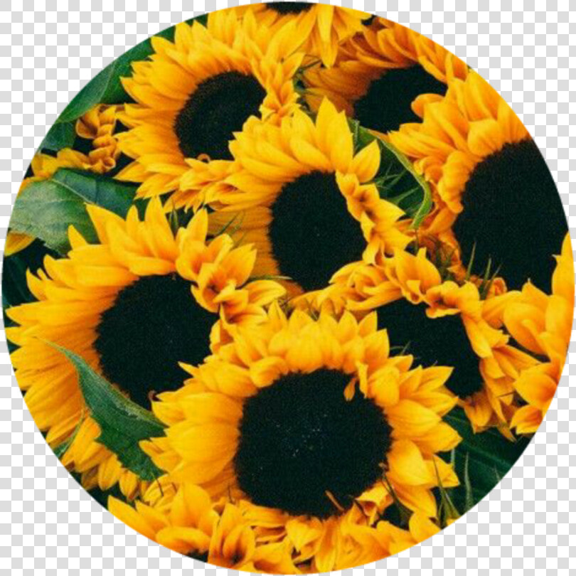  aesthetic  yellow  icon  tumblr  girasol🌻  girasoles🌻   Aesthetic Girasol  HD Png DownloadTransparent PNG