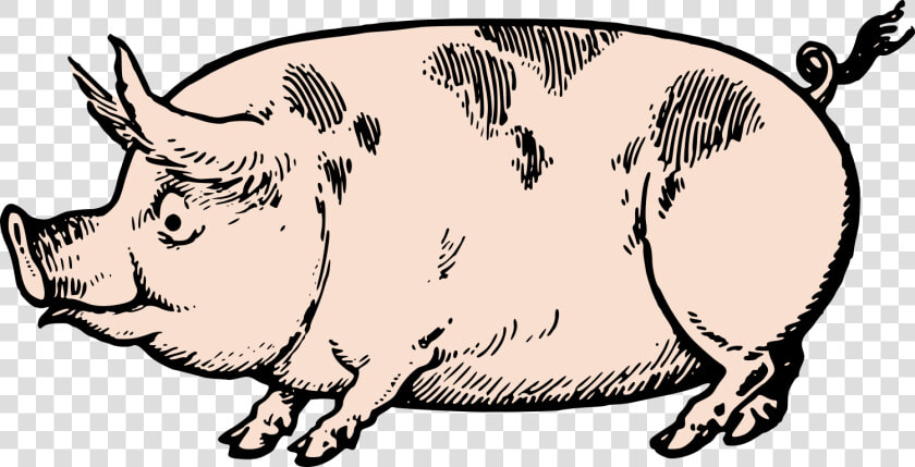 Cute Vintage Pig Clip Art  amp  Stock Vector Oh So Nifty   Vintage Pig Clip Art  HD Png DownloadTransparent PNG