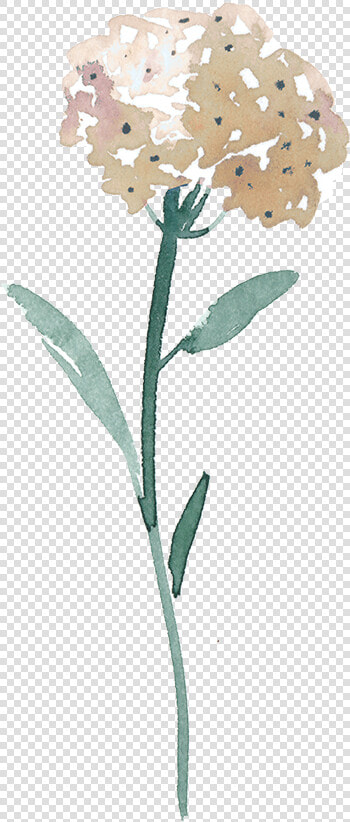 Flower3 R 400px   Erythroxylaceae  HD Png DownloadTransparent PNG