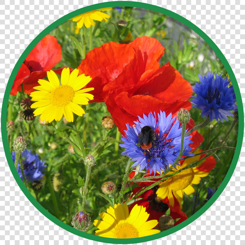 Cornfield Wildflower Mix  HD Png DownloadTransparent PNG