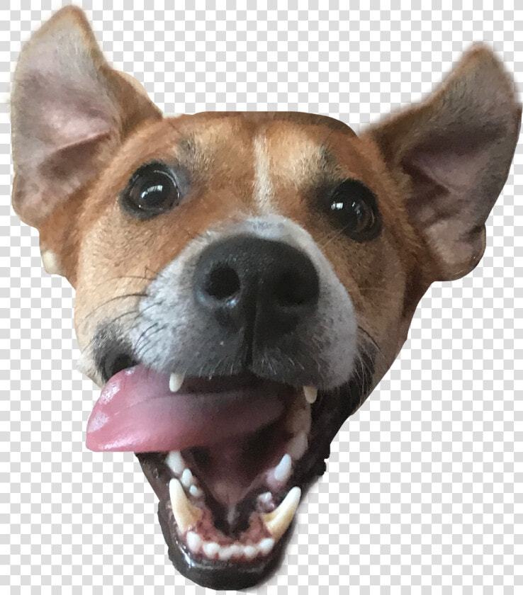  dog  cane  lmao  doghead  italy  freetoedit   Companion Dog  HD Png DownloadTransparent PNG