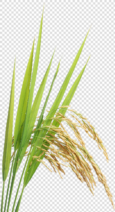 Rice Plant Png   Transparent Paddy Crop Png  Png DownloadTransparent PNG