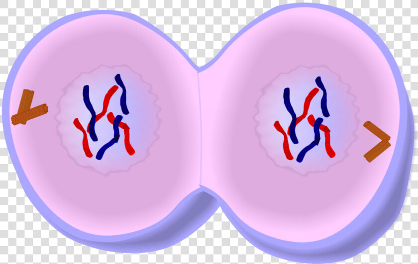 Early Telophase In Mitosis  HD Png DownloadTransparent PNG