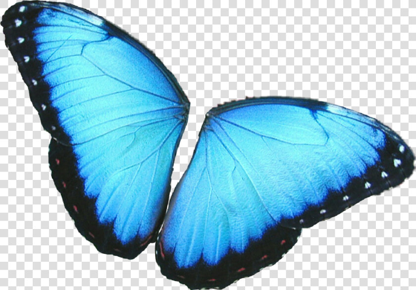  butterfly  wings  colorful  girly  amazing  artistic   Butterfly Wings Png Blue  Transparent PngTransparent PNG