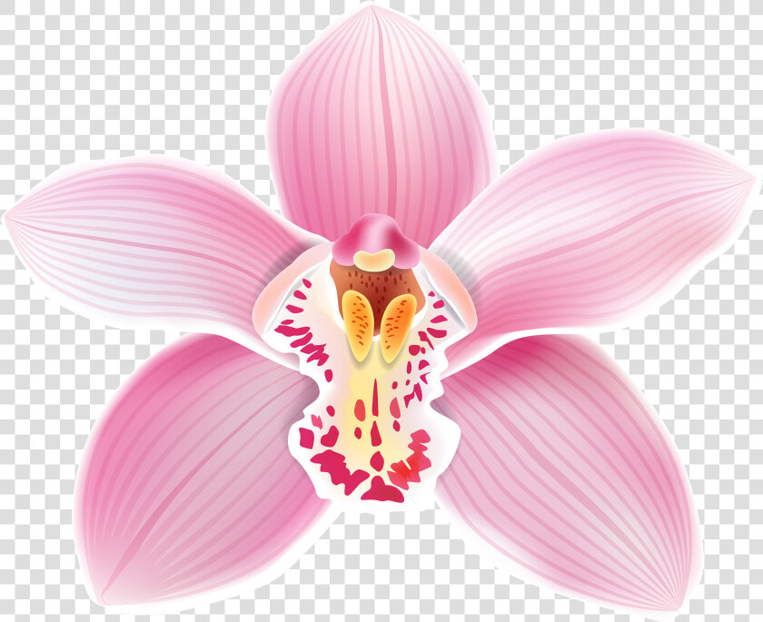 Pink Orchid Png Clipart   Orchid Clipart  Transparent PngTransparent PNG