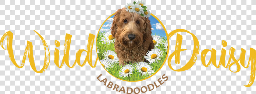 Wild Daisy Labradoodles Logo   Labradoodle  HD Png DownloadTransparent PNG