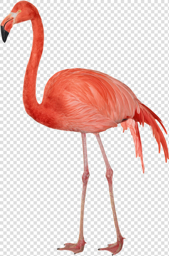 Flamingo Sideview Clip Arts   Flamingos Png  Transparent PngTransparent PNG